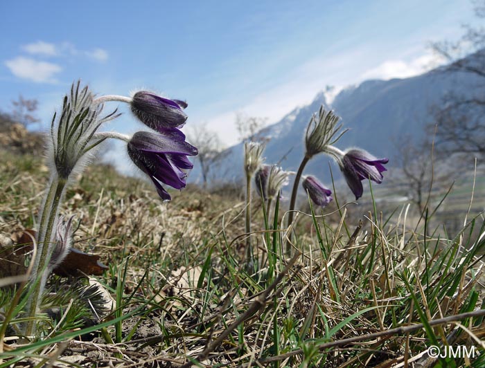 Pulsatilla montana