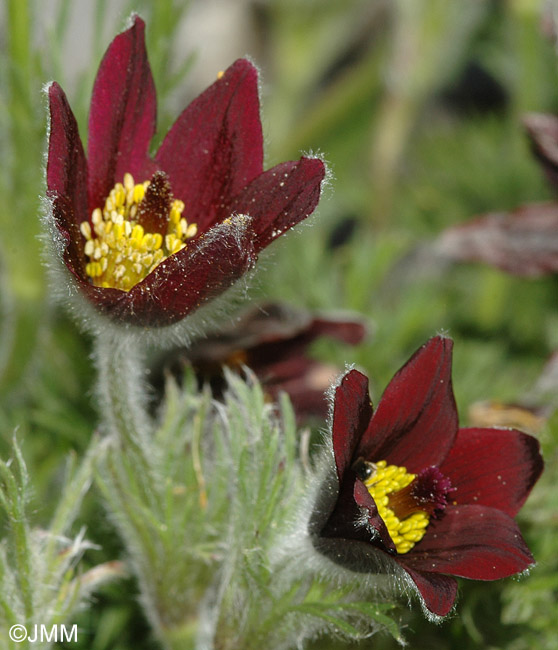 Pulsatilla rubra