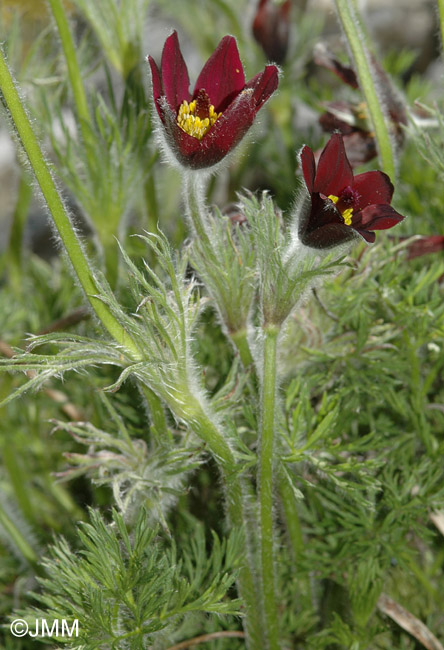 Pulsatilla rubra