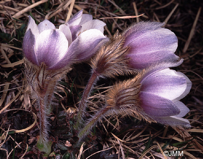 Pulsatilla vernalis