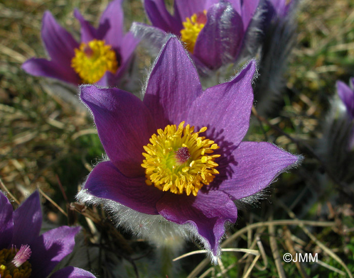 Pulsatilla vulgaris