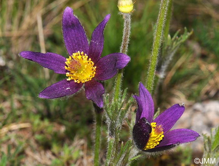 Pulsatilla vulgaris var. costeana