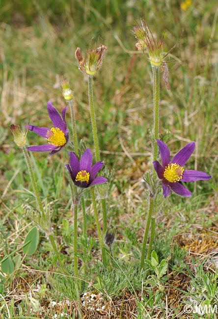 Pulsatilla vulgaris var. costeana