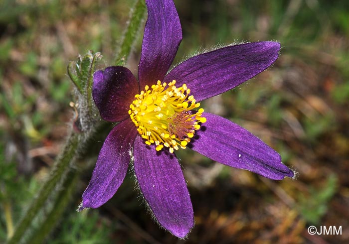 Pulsatilla vulgaris var. costeana