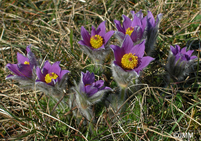 Pulsatilla vulgaris