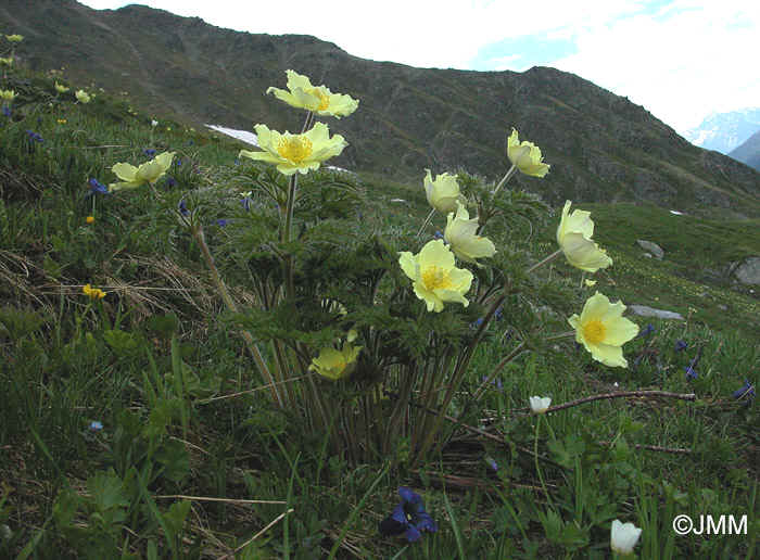 Pulsatilla alpina subsp. apiifolia