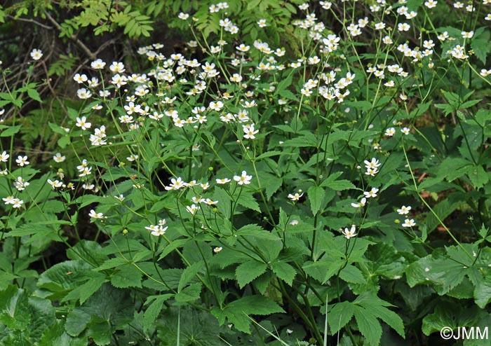 Ranunculus aconitifolius