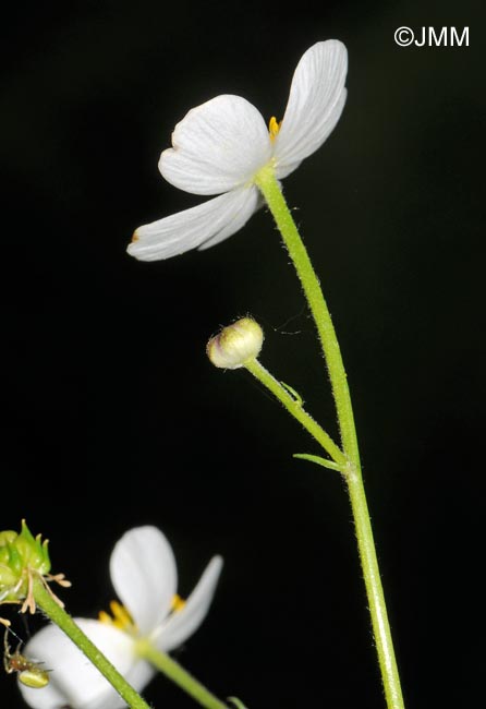 Ranunculus aconitifolius