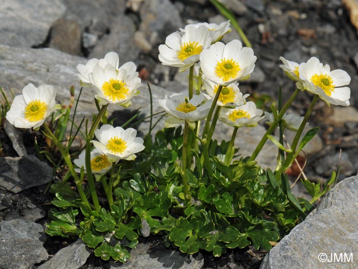 Ranunculus alpestris