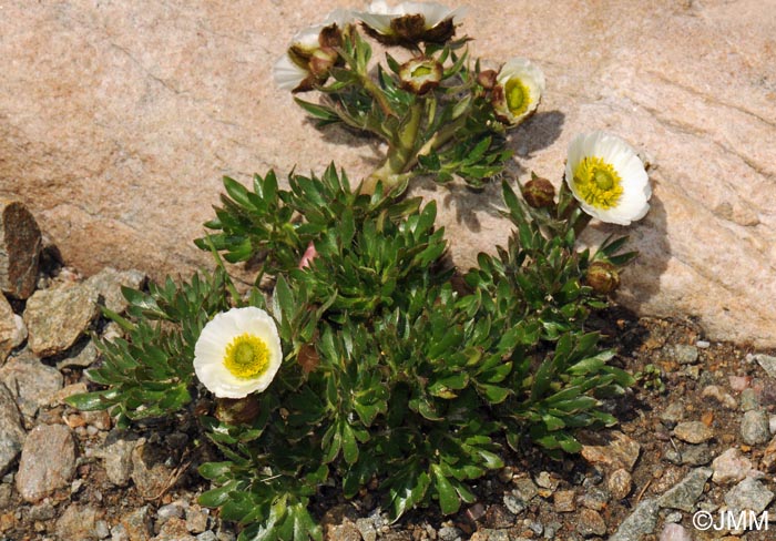 Ranunculus alpestris