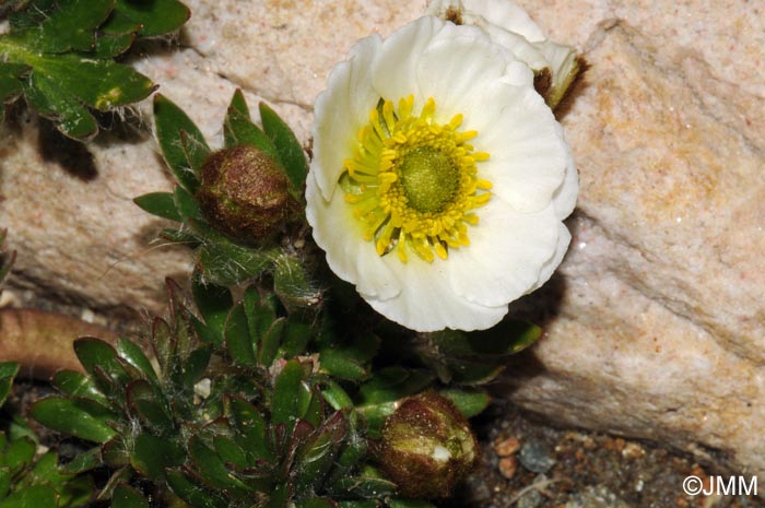 Ranunculus alpestris