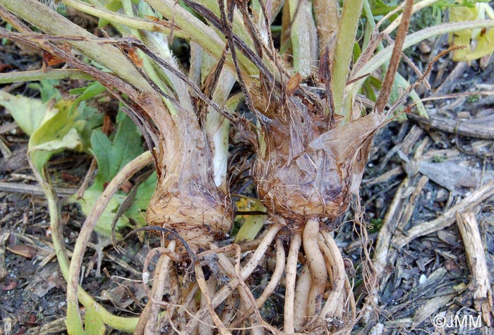 Ranunculus bulbosus