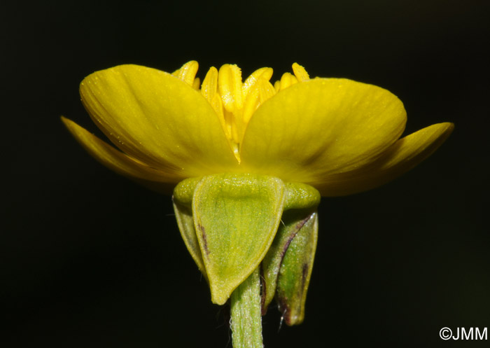 Ranunculus bulbosus