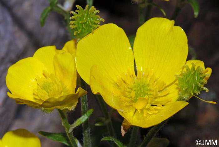 Ranunculus creticus