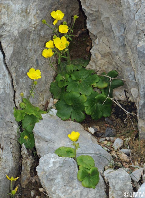 Ranunculus creticus