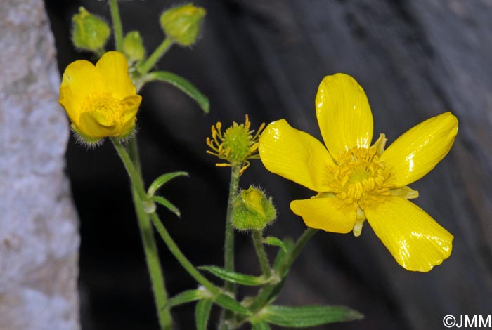 Ranunculus creticus