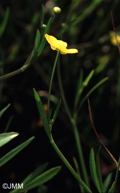 Ranunculus flammula