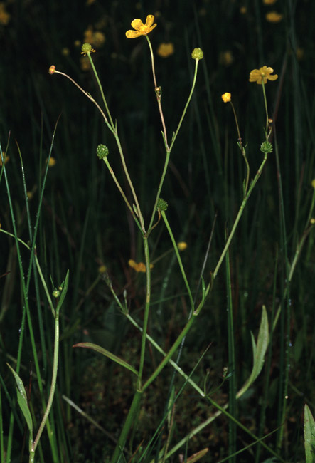 Ranunculus flammula