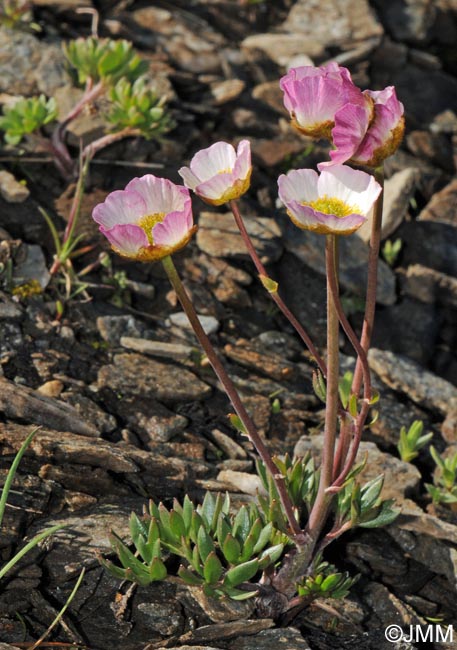 Ranunculus glacialis