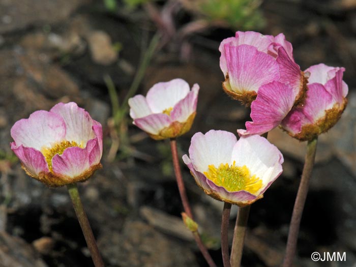 Ranunculus glacialis