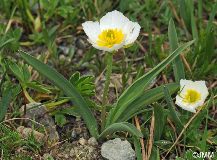 Ranunculus kuepferi subsp. kuepferi