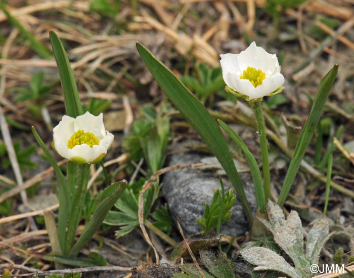 Ranunculus kuepferi subsp. kuepferi