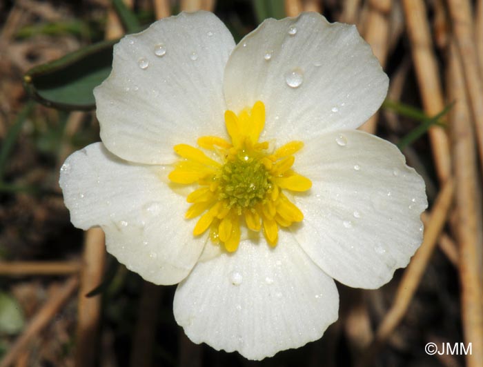 Ranunculus kuepferi subsp. kuepferi