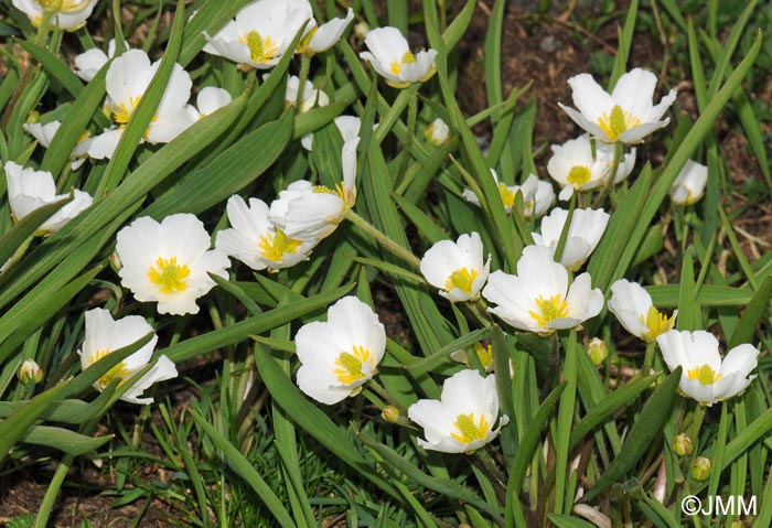 Ranunculus kuepferi subsp. orientalis