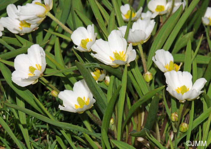 Ranunculus kuepferi subsp. orientalis