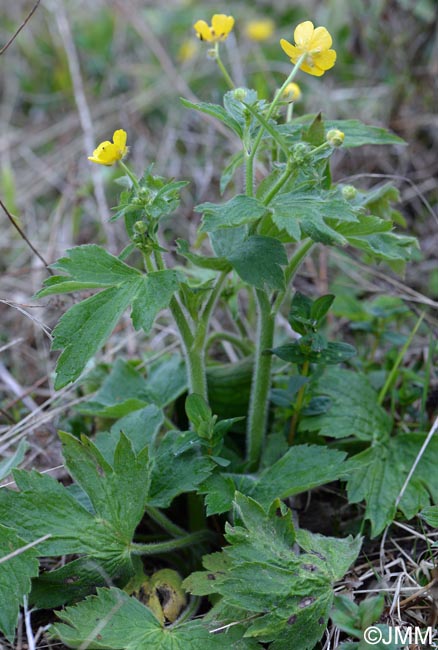 Ranunculus lanuginosus