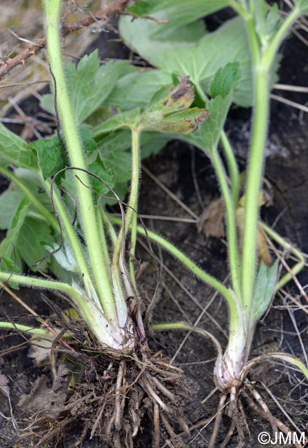 Ranunculus lanuginosus