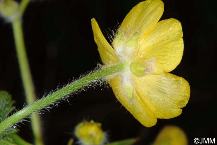 Ranunculus lanuginosus