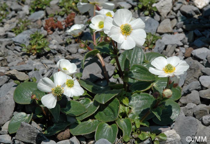 Ranunculus parnassifolius