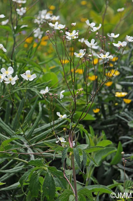 Ranunculus platanifolius