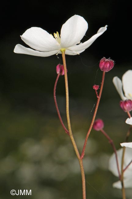 Ranunculus platanifolius