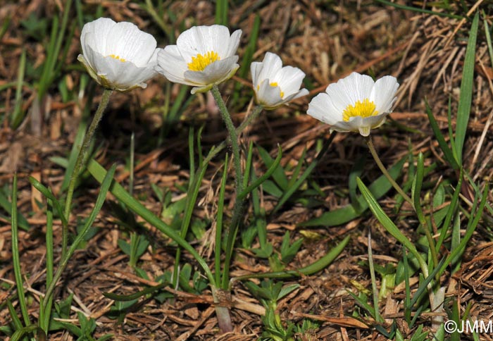 Ranunculus pyrenaeus