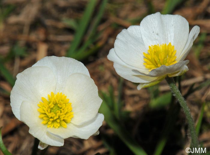 Ranunculus pyrenaeus