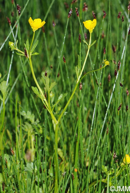 Ranunculus sardous