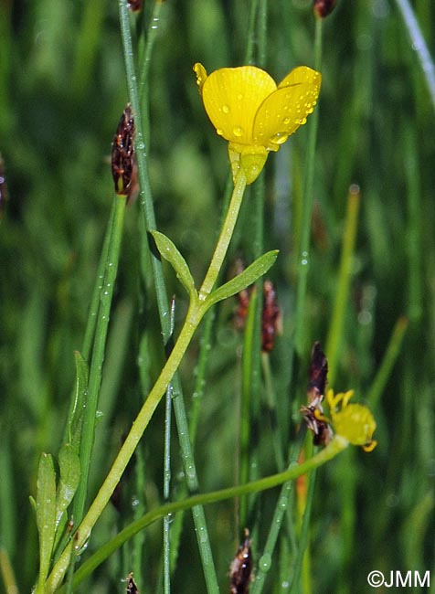 Ranunculus sardous