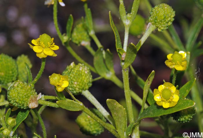 Ranunculus sceleratus