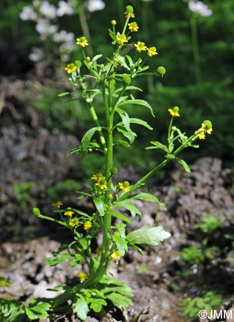 Ranunculus sceleratus