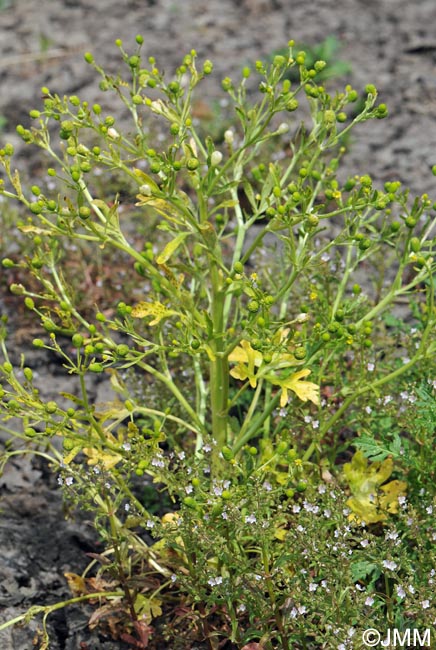 Ranunculus sceleratus