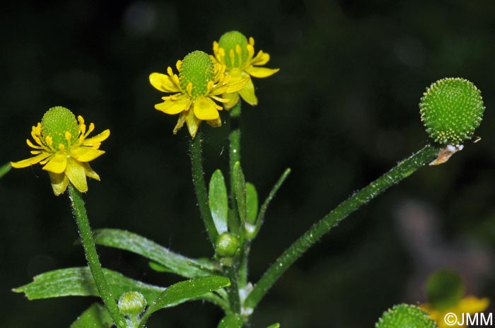 Ranunculus sceleratus