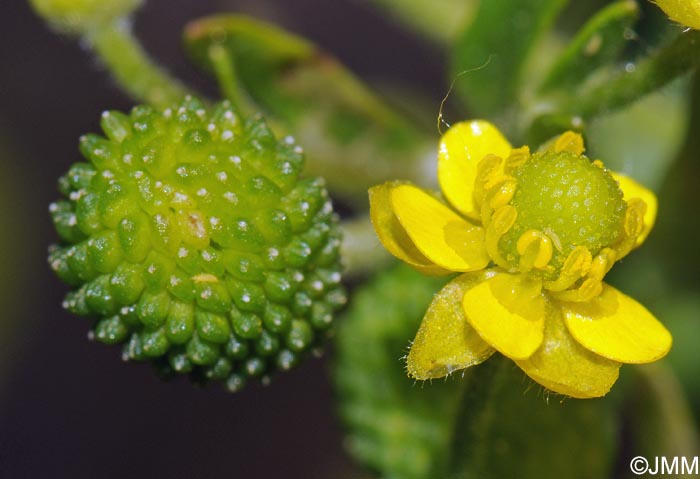 Ranunculus sceleratus