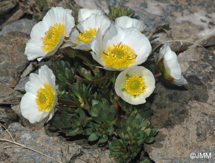 Ranunculus seguieri