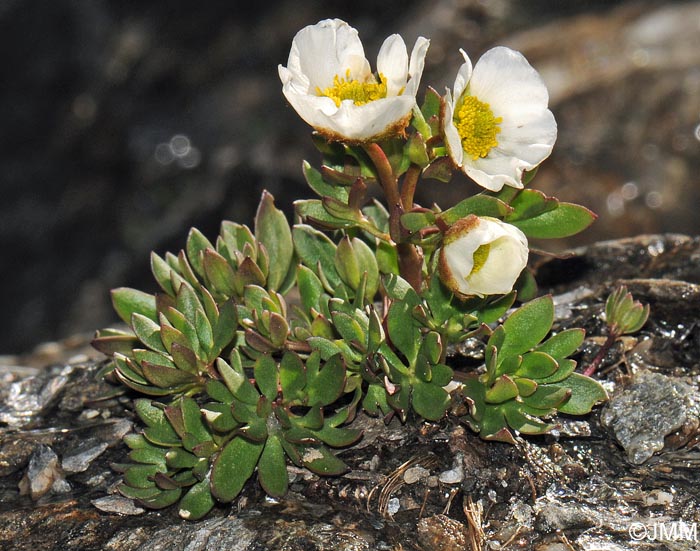 Ranunculus seguieri