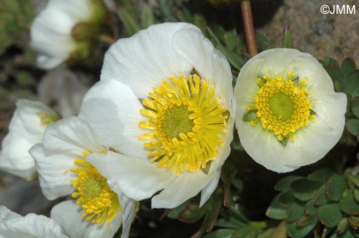 Ranunculus seguieri