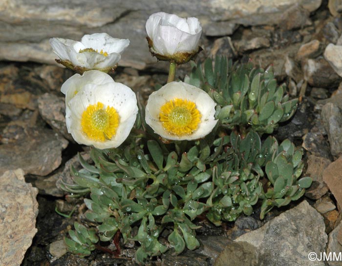 Ranunculus seguieri