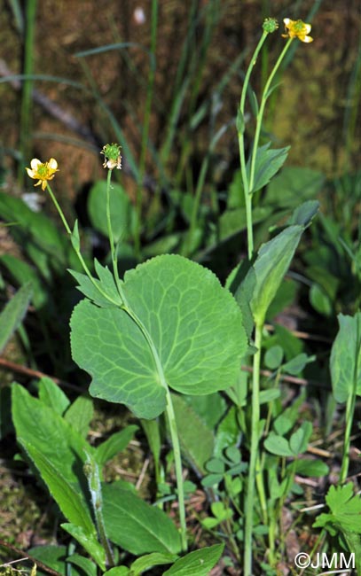 Ranunculus thora