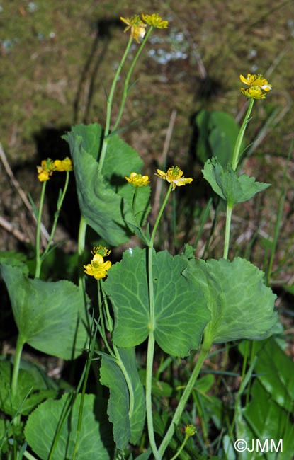 Ranunculus thora